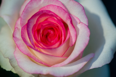 Shallow depth of field. Vitality fills the entire bouquet, fully opening into a large flower with a high center, ruffled petals.の写真素材