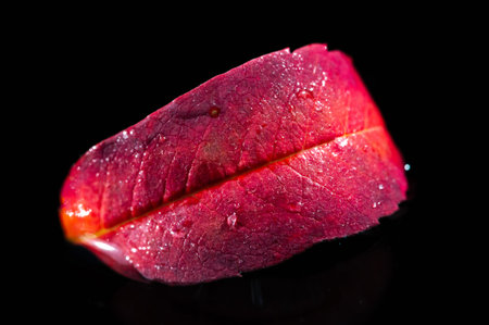 Capture the beauty of autumn with a bright red rowan leaf. Stand out against a black background for stunning contrast. Ideal for seasonal design or decor.の写真素材