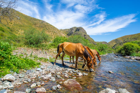 Mighty horses quench their thirst in a fast-flowing river. The beauty of nature is reflected in the flowing water and grazing animals.の写真素材