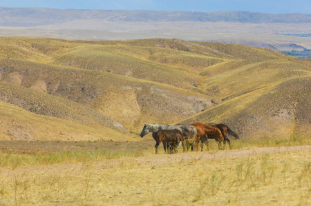the beauty of wild horses in their natural habitat. Watch them roam freely across the rocky terrain....