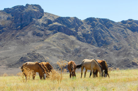 Enjoy the beauty of wild horses in their natural habitat. Watch them graze peacefully in the stunning river delta. Enjoy the view of majestic rocks against the backdrop of the steppe landscape.の写真素材