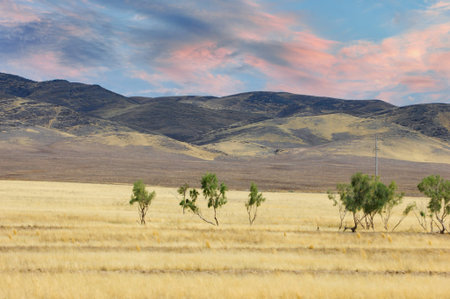 prairie, plain, desert. Majestic dance of loneliness Lone Desert Tree