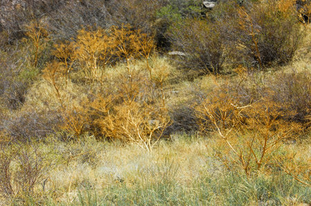 A unique ecosystem of plants and trees, adapted to mountainous regions. Diverse flora providing...