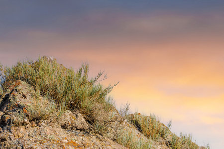 Discover the beauty of steppe herbs. Learn about the various types and their natural habitats....