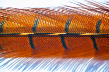 Decorate any setting with the warm, earthy tones of this stunning pheasant feather. Perfect for...