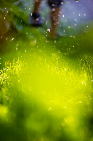 Experience the beauty of nature in the summer season Enjoy the refreshing feeling of rain on green leavesの写真素材