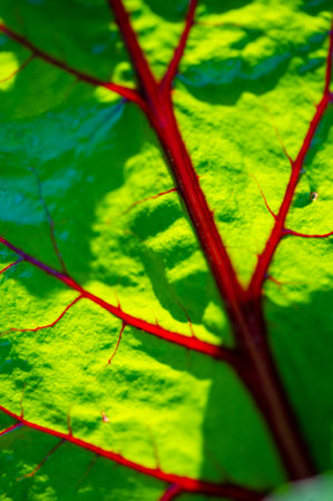 Unique and striking red veins on beet leaves Aesthetic appeal in garden or plate presentationの写真素材