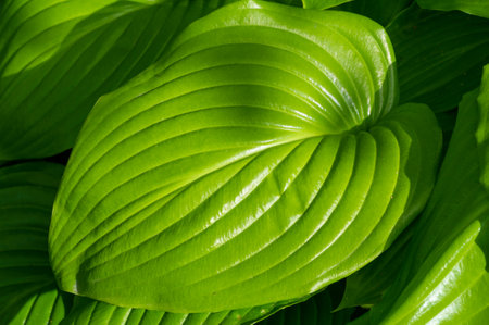 Hosta is a beautiful plant with gorgeous green leaves. The leaves dance gracefully in the light breeze.の写真素材