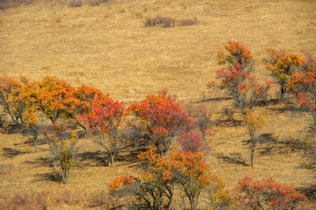 Experience the stunning beauty of the mountains in autumn. Witness colorful foliage and breathtaking scenery. Immerse yourself in the magic of nature's autumn colors.の写真素材