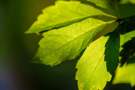 Unique and natural taste Rich in antioxidants and vitamins Supports healthy digestion and immune...