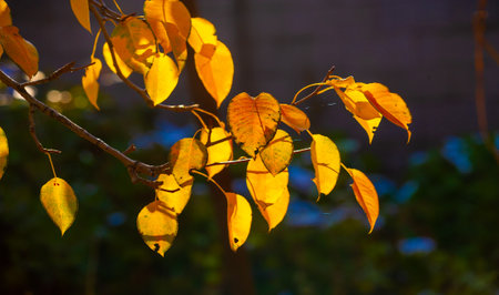 Autumn leaves on the branches of trees.の写真素材