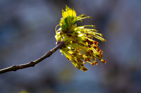 Capture the beauty of nature in stunning yellow hues. Experience the magic of spring through the...