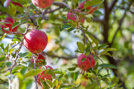 Apples. In fact, the trees are weighed down with green apples, yellow spotted pears and crabapples,...