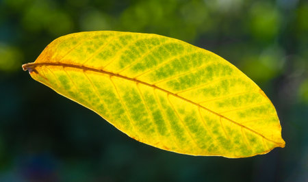 Autumn leaves on the branches of trees. Autumn is the second spring, when every leaf is a flowerの写真素材