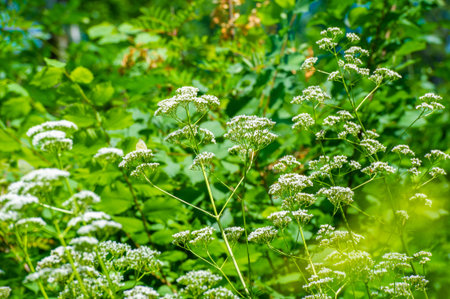 Anthriscus sylvestris, known as cow parsley, wild chervil, wild beaked parsley, Queen Anne's lace or...