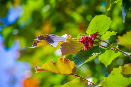 Hazelnut-nut. Bright bursts of red fill nature's canvas with the beauty of spring Nature Blooms Floral Delightの写真素材