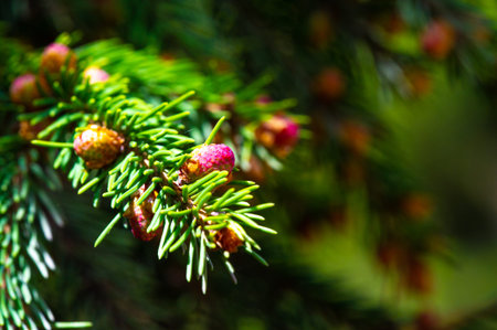 Pink pine cones add a touch of calm and beauty to any space. Ideal for spring decor. Brings in the...