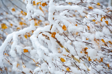 Experience the magic of winter with the first snowfall. Watch the trees transform into a winter wonderland. Create memories amidst the beautiful snowy landscape.の写真素材