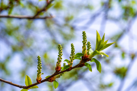 Stunning bird cherry blossoms in early spring. Delicate flower buds symbolizing growth and renewal....