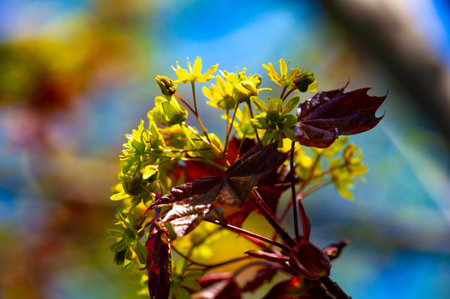 Acer Rubrum, Typically found in wet habitats such as swamps, stream banks and floodplains. Distinctive reddish flowers in spring. red fruits in summer. and bright red foliage in autumn.の写真素材