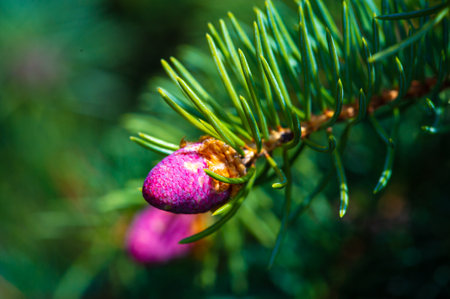 Capture the beauty of spring with a close-up of pink pine cones. Feel the harmonious energy of the art of nature. Bring a touch of calm and renewal to your space with these stunning images.の写真素材