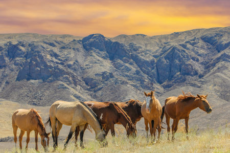 Horses graze peacefully in a natural setting. Beautiful landscape of a river delta on a rocky background. The steppe environment provides ample space for horses to move around.の写真素材