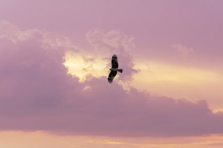 Silhouette of an eagle flying in the sky at sunset.の写真素材