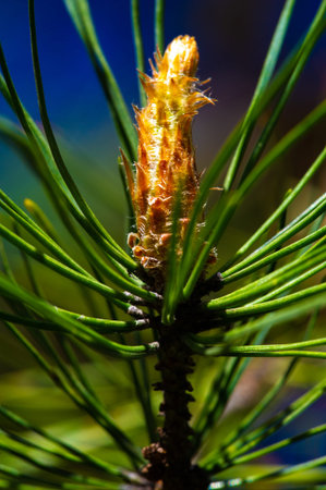 young pine shoots