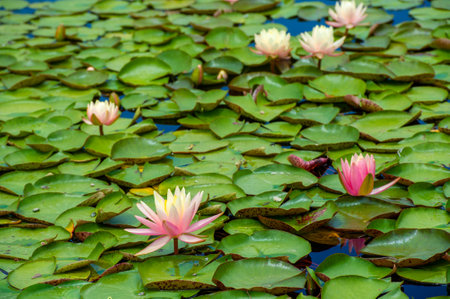 The lotus is a sacred flower in many cultures and religions. Nelumbo is the scientific name of the lotus plant.の写真素材