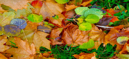 Autumn photography, leaves in the fall, At this time of the year the trees seem to come to life,...
