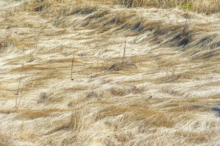 Create a visual representation of the texture of yellow wilted grass. Capture the essence of nature...