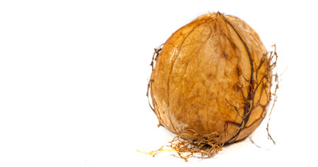 Walnut. If you can't make a cup of walnuts, you have no soul