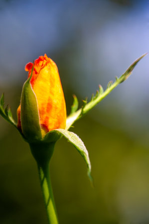 Garden rose. Shallow depth of field. Vitality fills the entire bouquet, fully opening into a large flower with a high center, ruffled petals.の写真素材