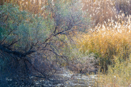 Autumn, Steppe. Prairies. Experience the untouched beauty of the vast Prairie with its abundant, dry grassy fields whispering tales of ancient prairies. this unknown landscape will envelop your senses.の写真素材