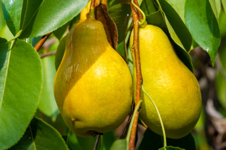 Pick juicy, vitamin-packed pears for a healthy snack. Grow your own pear tree in your garden and enjoy the fruits of your labor. Sunlight helps the pears ripen on the tree, ensuring maximum flavorの写真素材