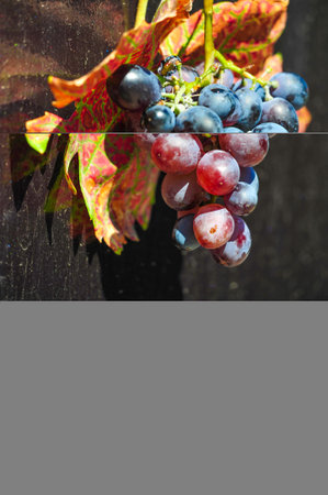 Harvest season brings juicy grapes ready for winemaking. The changing autumn colors of the vine leaves provide a picturesque backdrop for wine tasting.の写真素材