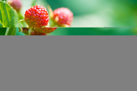 Black raspberries and blackberries are an excellent source of vitamins. These juicy fruits are ripe...