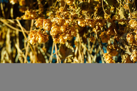 A refreshing beer brewed with natural hops. Hop plants add a hint of green to your summer brew....