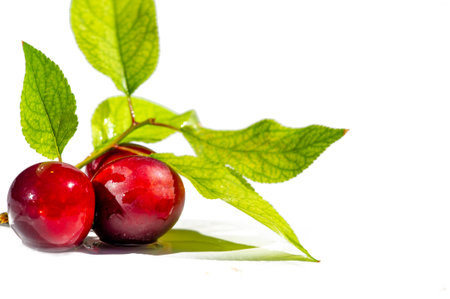 Enjoy the juicy taste of ripe plums grown in your own garden.の写真素材