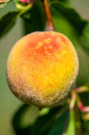 Fresh, juicy peach, ready to pick. Natural sweetness straight from the tree. Ideal for enjoying on a sunny day.の写真素材