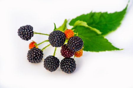 Delicious and juicy black raspberries and blackberries. Rich in vitamins and nutrients. Ideal for...