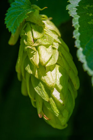 Learn the art of brewing using hops and wort. Learn about phenols, flavonoids and essential oils in...