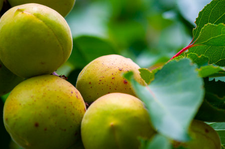 Apricot is a juicy fruit rich in vitamins. Growing apricots on a plantation provides health benefits. Harvesting ripe apricots ensures maximum vitamin content.の写真素材