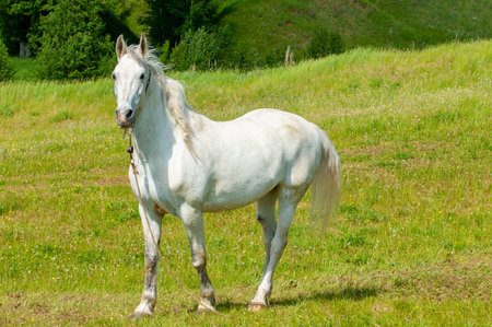 A white horse grazes peacefully in a meadow. Inspirational image for creativity or relaxation therapy.の写真素材