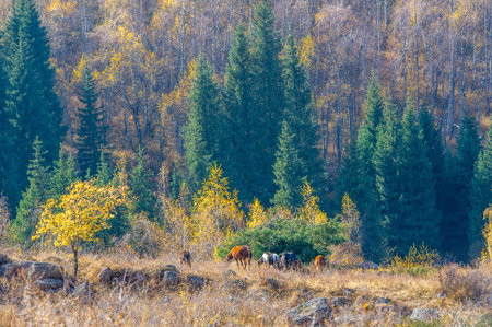 Experience the beauty of autumn in a picturesque mountain setting. Witness the enchanting transformation of the forest. Immerse yourself in the stunning landscapes.の写真素材