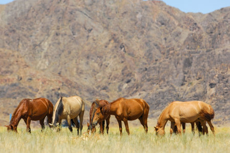 Horses graze peacefully in the picturesque river delta. A picturesque view of horses against the backdrop of majestic rocks. The natural beauty of horses in their natural habitat.の写真素材