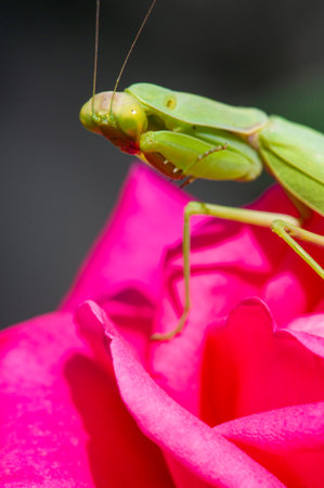 Explore the exciting world of Mantis. A close-up shot showing his mysterious gaze and intricate facial features. Awe-inspiring photographs of nature in all its glory.の写真素材