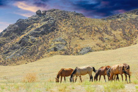 Beautiful landscapes with horses grazing in the river delta. Calm setting against a rocky backdrop....