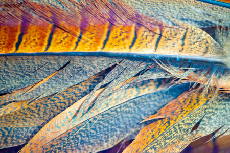 Experience the beauty of nature with stunning pheasant feathers. Each feather is carefully selected and handcrafted to give it a unique look.の写真素材