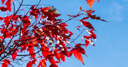 Autumn leaves on the branches of trees. When everything looks like a magical oil painting, you know it's autumn!の写真素材